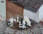 Capi_Dubne_20250628_084003.jpg