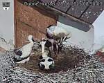 Capi_Dubne_20250628_085003.jpg