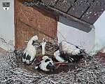 Capi_Dubne_20250628_090003.jpg