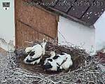 Capi_Dubne_20250628_091503.jpg