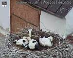 Capi_Dubne_20250628_092502.jpg