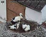 Capi_Dubne_20250628_093003.jpg