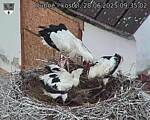Capi_Dubne_20250628_093502.jpg