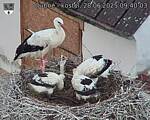 Capi_Dubne_20250628_094003.jpg