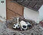 Capi_Dubne_20250628_094502.jpg