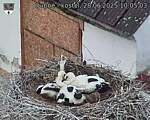 Capi_Dubne_20250628_100503.jpg