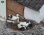 Capi_Dubne_20250628_101503.jpg