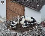 Capi_Dubne_20250628_102003.jpg