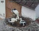 Capi_Dubne_20250628_102502.jpg