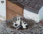 Capi_Dubne_20250628_103503.jpg