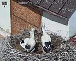 Capi_Dubne_20250628_104503.jpg