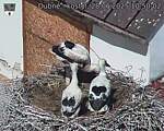 Capi_Dubne_20250628_105002.jpg