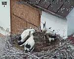 Capi_Dubne_20250628_110503.jpg