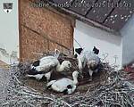Capi_Dubne_20250628_111003.jpg