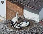 Capi_Dubne_20250628_111503.jpg
