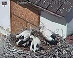 Capi_Dubne_20250628_113502.jpg