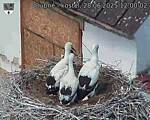 Capi_Dubne_20250628_120002.jpg