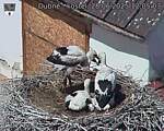 Capi_Dubne_20250628_120503.jpg