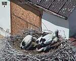 Capi_Dubne_20250628_124003.jpg