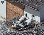 Capi_Dubne_20250628_125502.jpg