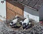 Capi_Dubne_20250628_130004.jpg