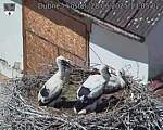 Capi_Dubne_20250628_130502.jpg