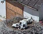 Capi_Dubne_20250628_131003.jpg