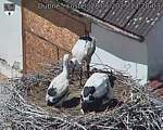 Capi_Dubne_20250628_132003.jpg