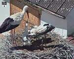 Capi_Dubne_20250628_132502.jpg