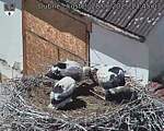 Capi_Dubne_20250628_134503.jpg