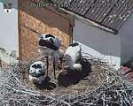 Capi_Dubne_20250628_135003.jpg