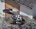 Capi_Dubne_20250628_135503.jpg