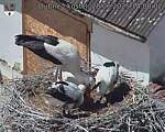 Capi_Dubne_20250628_140003.jpg