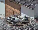 Capi_Dubne_20250628_141002.jpg