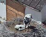 Capi_Dubne_20250628_141503.jpg