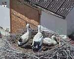 Capi_Dubne_20250628_142003.jpg