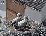 Capi_Dubne_20250628_150003.jpg
