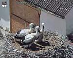Capi_Dubne_20250628_150502.jpg