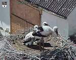Capi_Dubne_20250628_151003.jpg