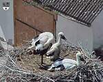 Capi_Dubne_20250628_152002.jpg