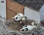 Capi_Dubne_20250628_153002.jpg