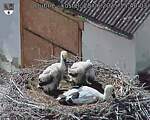 Capi_Dubne_20250628_154003.jpg