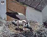 Capi_Dubne_20250628_154502.jpg