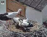 Capi_Dubne_20250628_155003.jpg