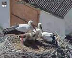 Capi_Dubne_20250628_161502.jpg