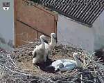 Capi_Dubne_20250628_163503.jpg