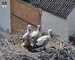 Capi_Dubne_20250628_164002.jpg