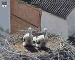 Capi_Dubne_20250628_164503.jpg