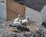 Capi_Dubne_20250628_170003.jpg
