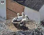 Capi_Dubne_20250628_170503.jpg